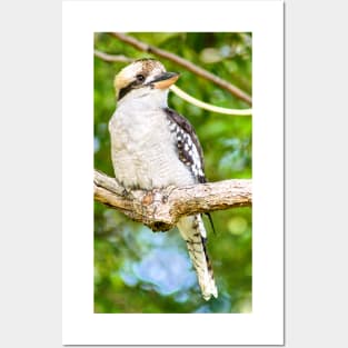 Laughing Kookaburra Posters and Art